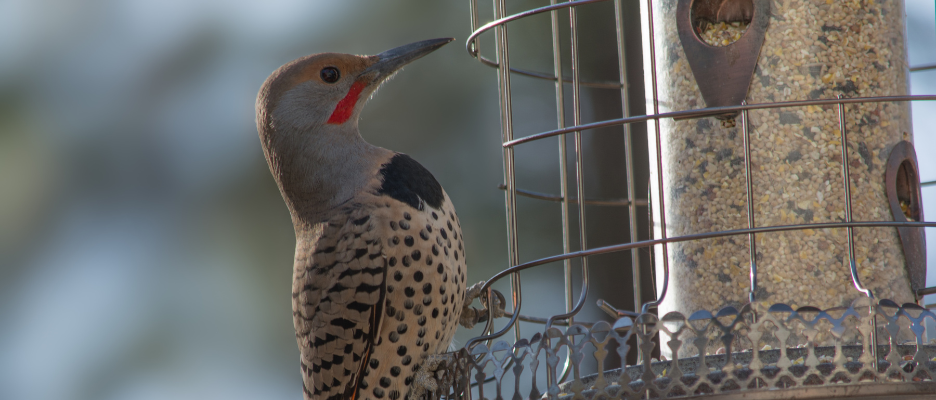 Wild Bird Seed