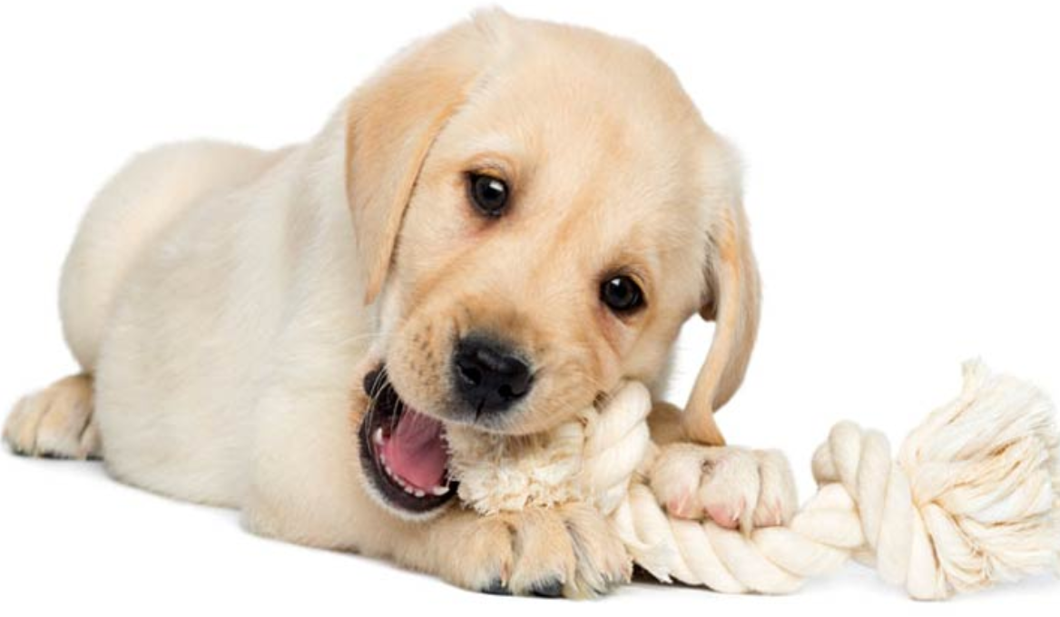 Golden retriever online puppy essentials