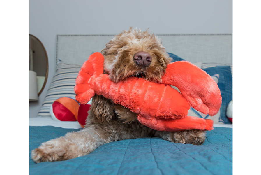 Fluff & Tuff - Manny Lobster