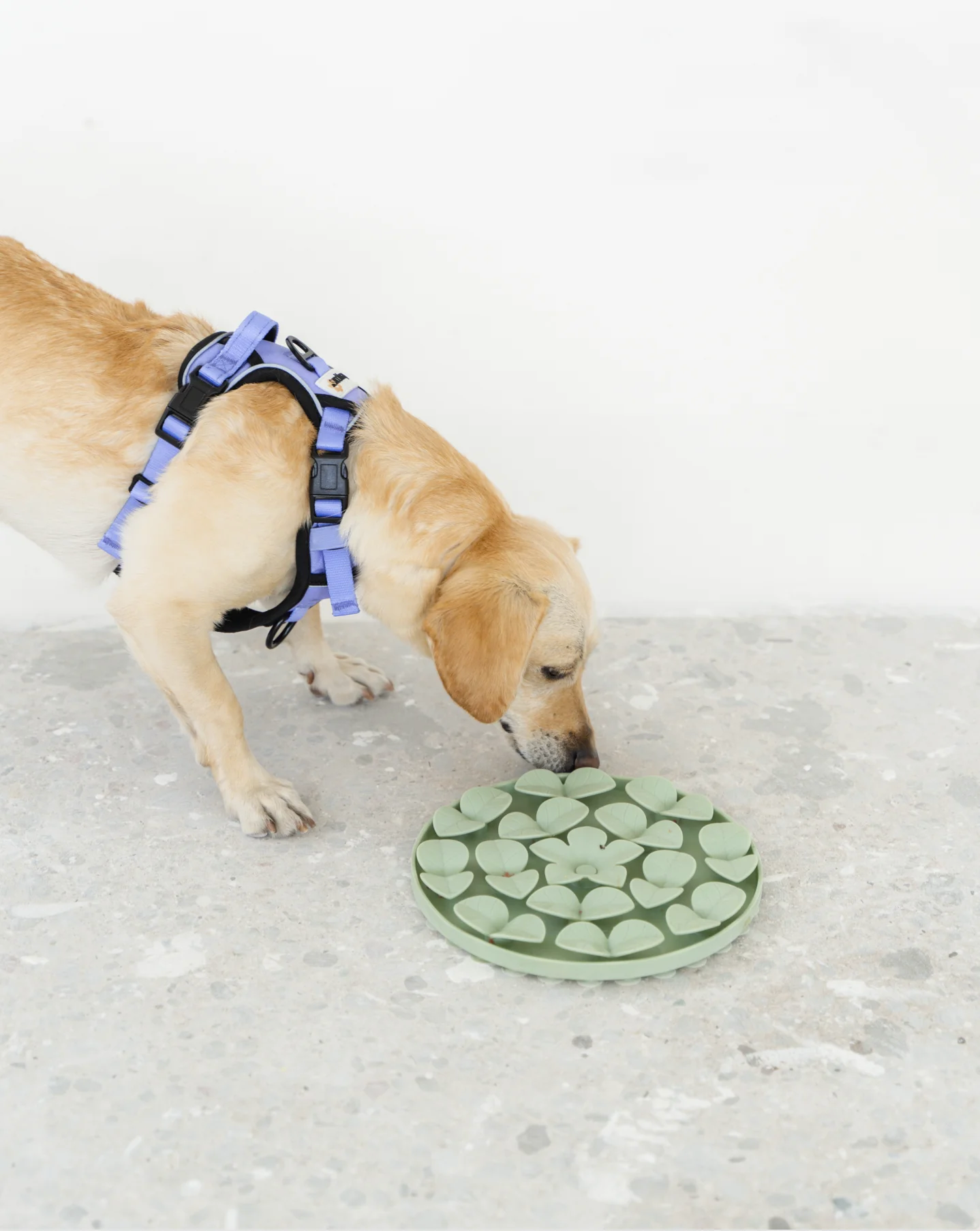 Dexypaws - Sage Green Silicone Snuffle Mat