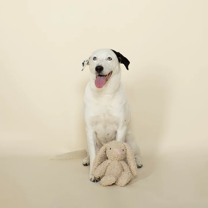 Fringe - Honey Bunny Dog Toy