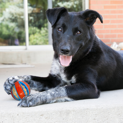 Kong - ChiChewy Zippz Ball