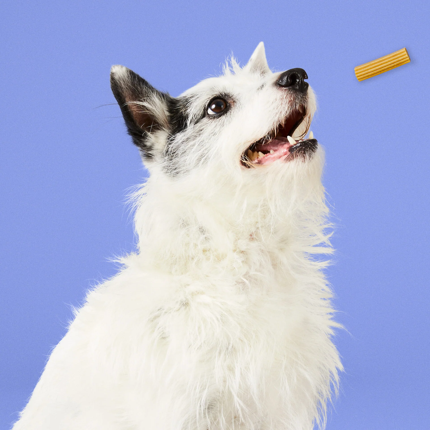 Project Hive - Small Hive Chew Stick