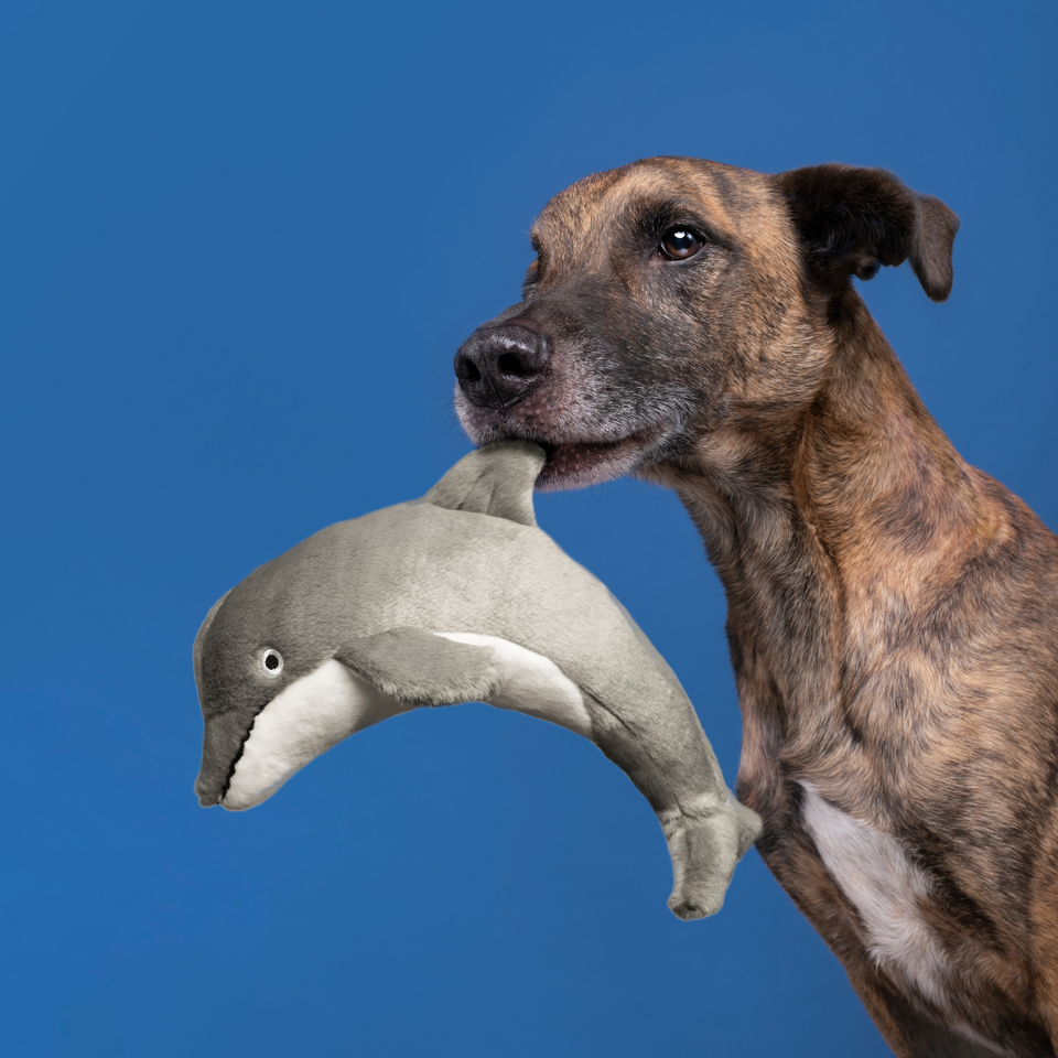 Fluff & Tuff - Danny Dolphin
