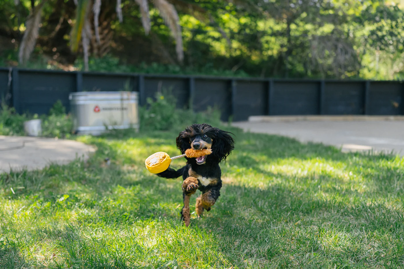 P.L.A.Y. - Barking Brunch, Chicken & Woofles