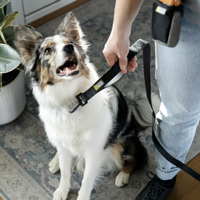 BeOneBreed - Silicone Clip Collars - AARCS DONATION only
