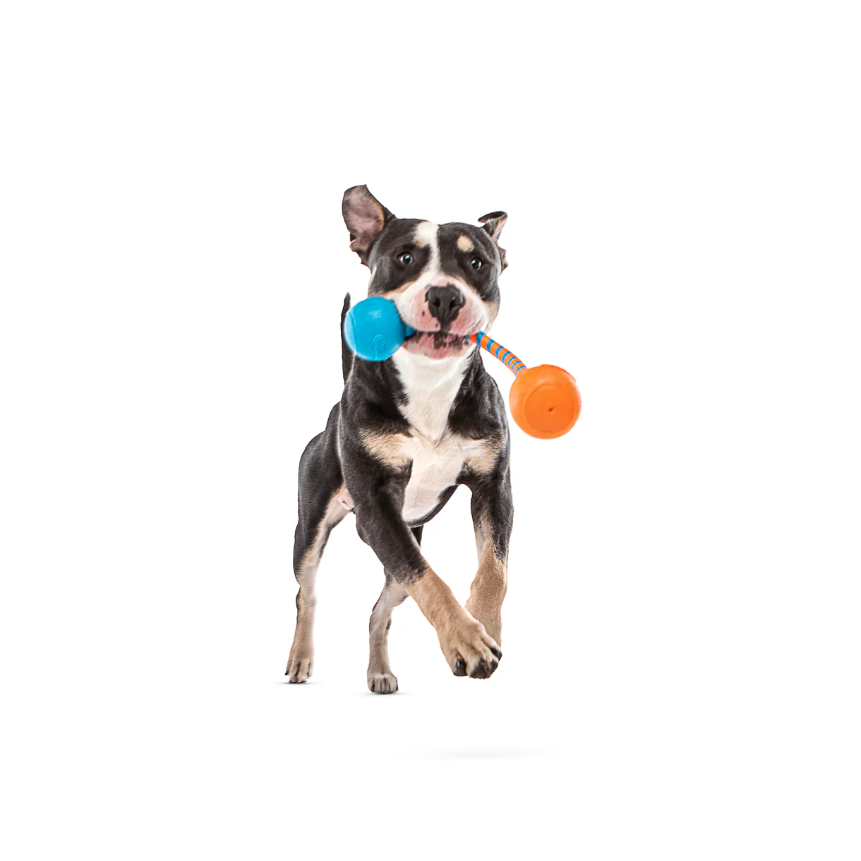 Guru - Squeaking Rope & Ball