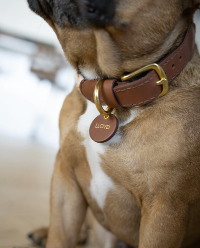 Knotty Pets - Rope Collar