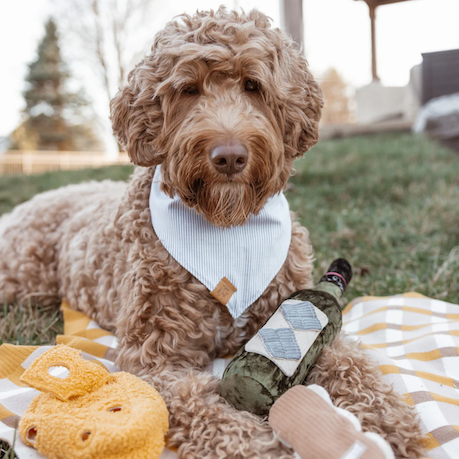 Lambwolf Collective - Merlot Dog Toy