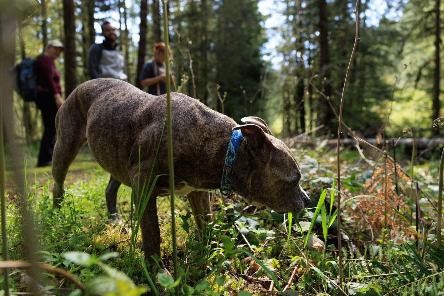 Ruffwear - Crag Collar - Midnight Wave
