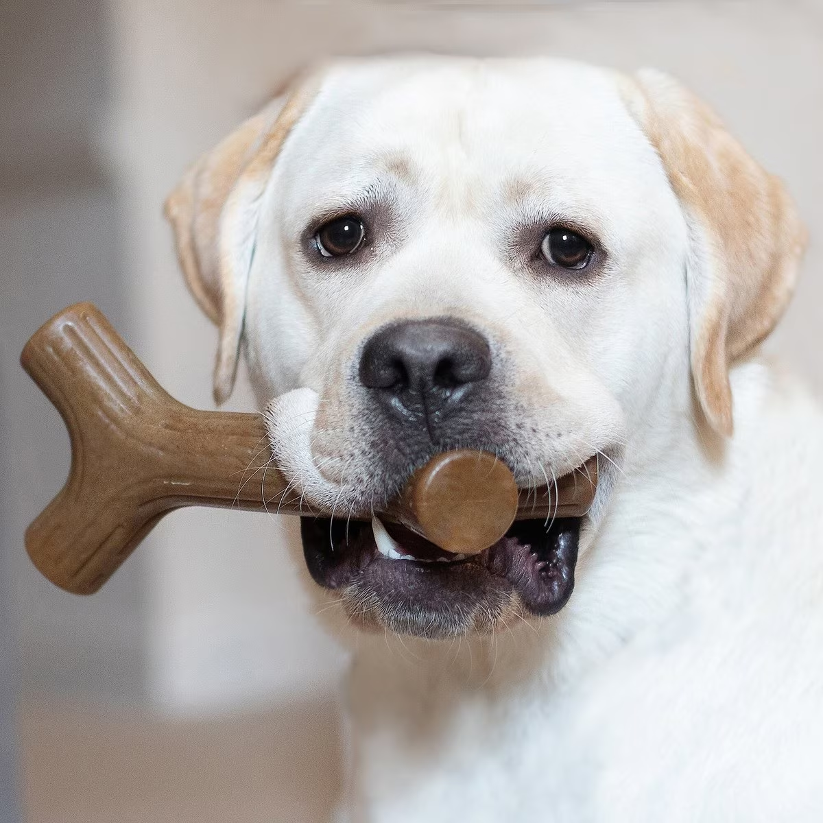 Benebone - Stick