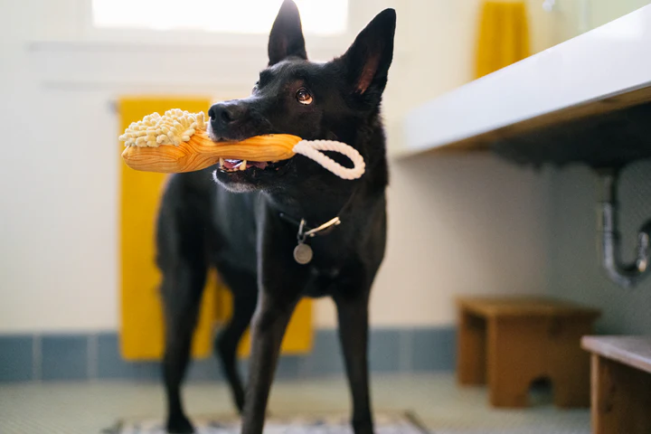P.L.A.Y. - Splish Splash, Bark n' Bristles