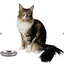 OurPets - Stainless Steel Oval Cat Dish - PARACHUTES FOR PETS ONLY
