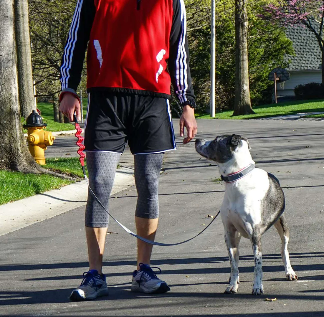 N-Gage - Stretch Leash