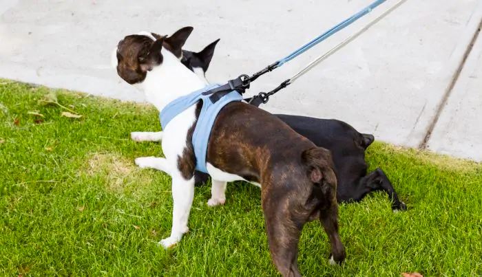 FuzzYard Life - Step In Harness