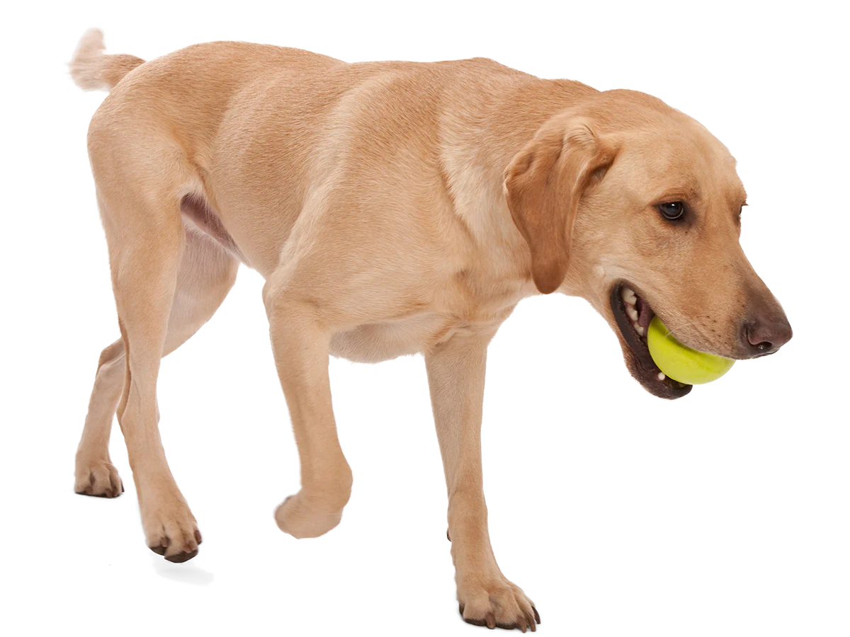 West Paw - Jive Ball