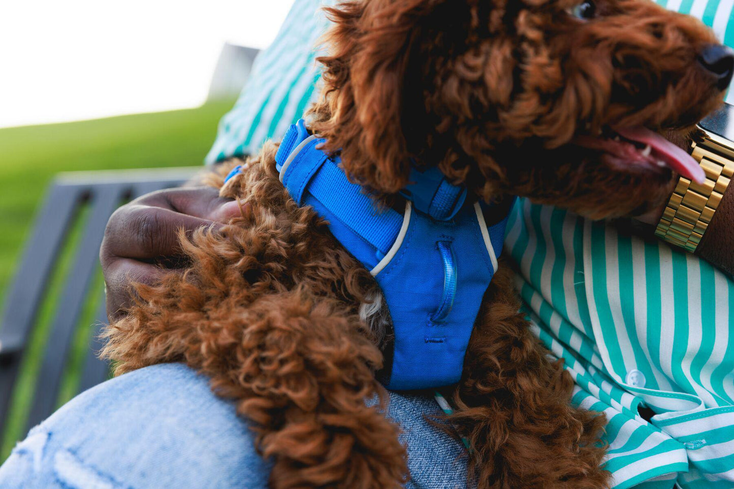Ruffwear - Front Range Harness (2024)