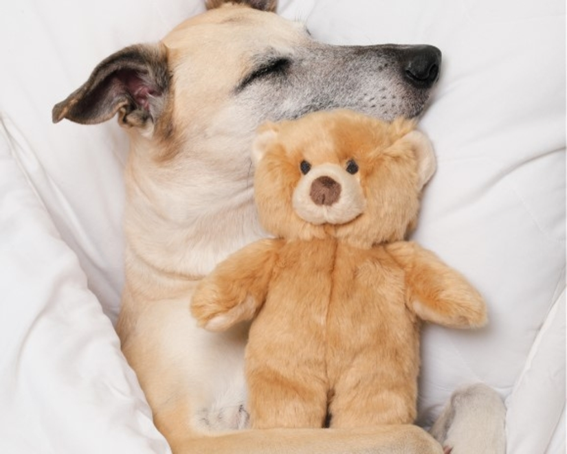 Fluff & Tuff - Mr. Honey Bear