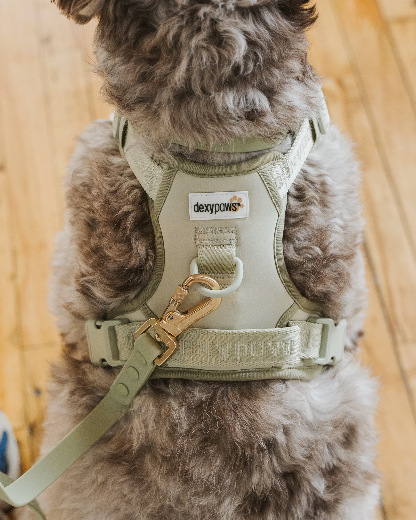 Dexypaws - No-Pull Dog Harness - Sage Green