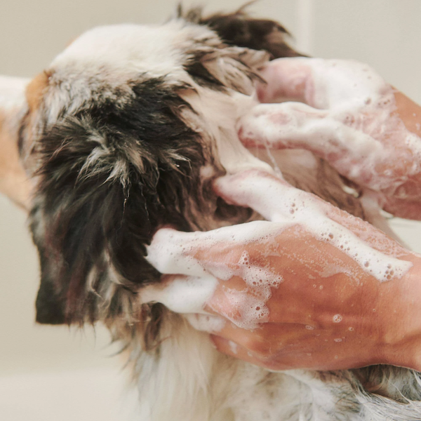 Dandylion - Soothe Gentle Cleansing Dog Shampoo