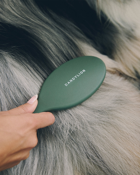 Dandylion - Daily Grooming Brush