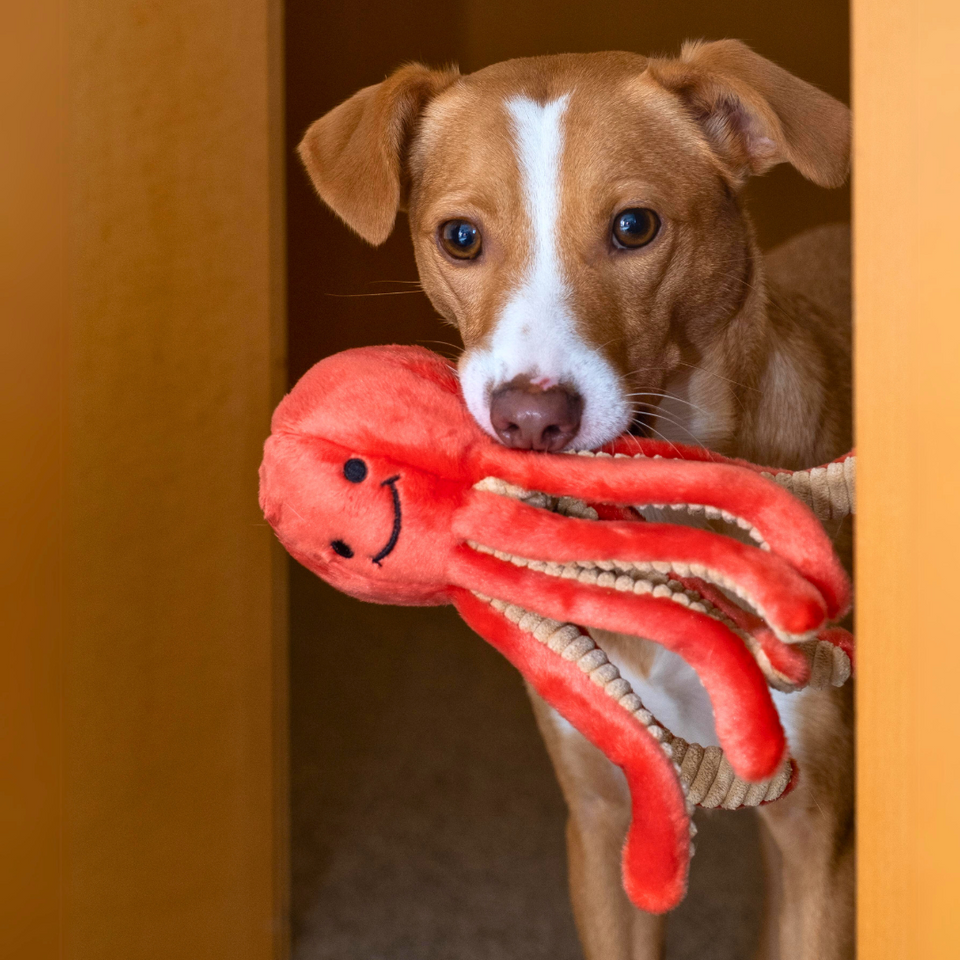 Fluff & Tuff - Squirt Octopus