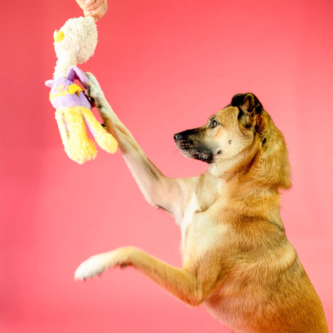 The Furryfolks - OstriKraken Nosework Toy