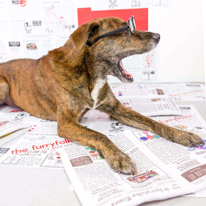The Furryfolks - Newspaper Nosework Toy