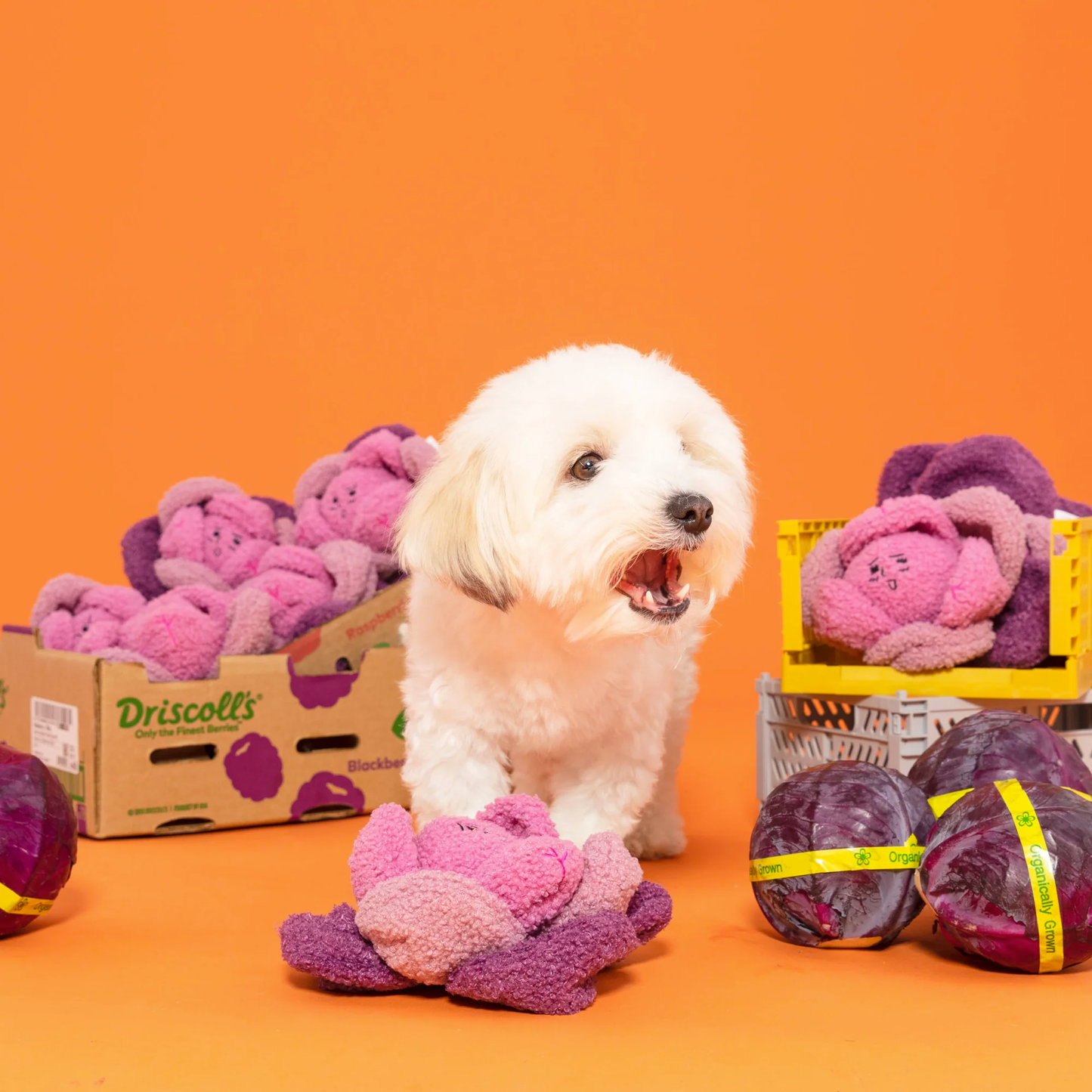 The Furryfolks - Red Cabbage Nosework Toy