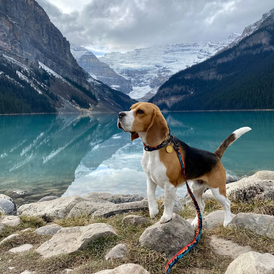 Rocky Mountain Dog - Alpine Dog Collar