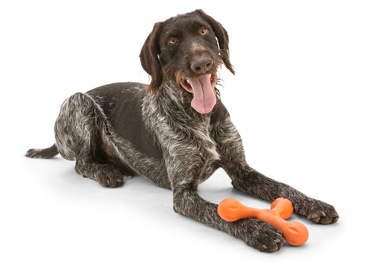 West Paw - Skamp