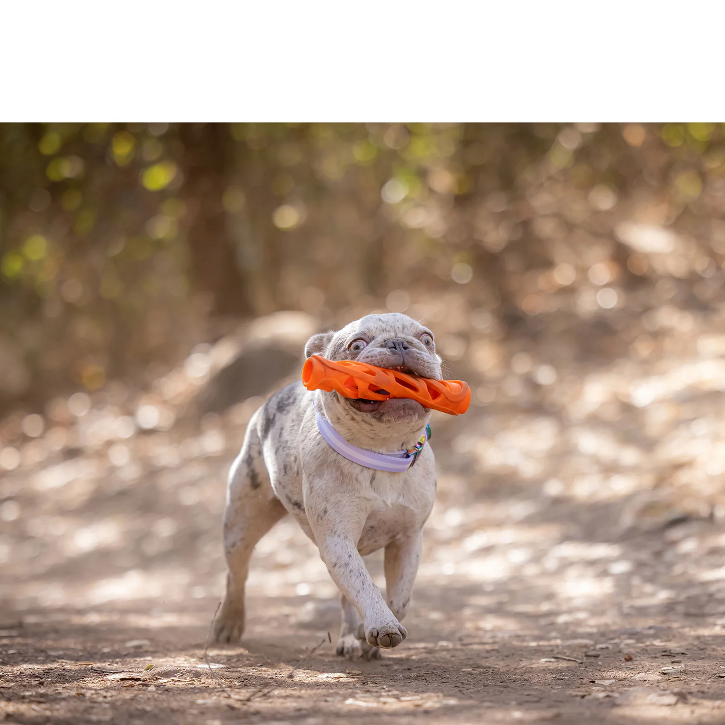 Chuckit! Breathe Right Fetch Sticks