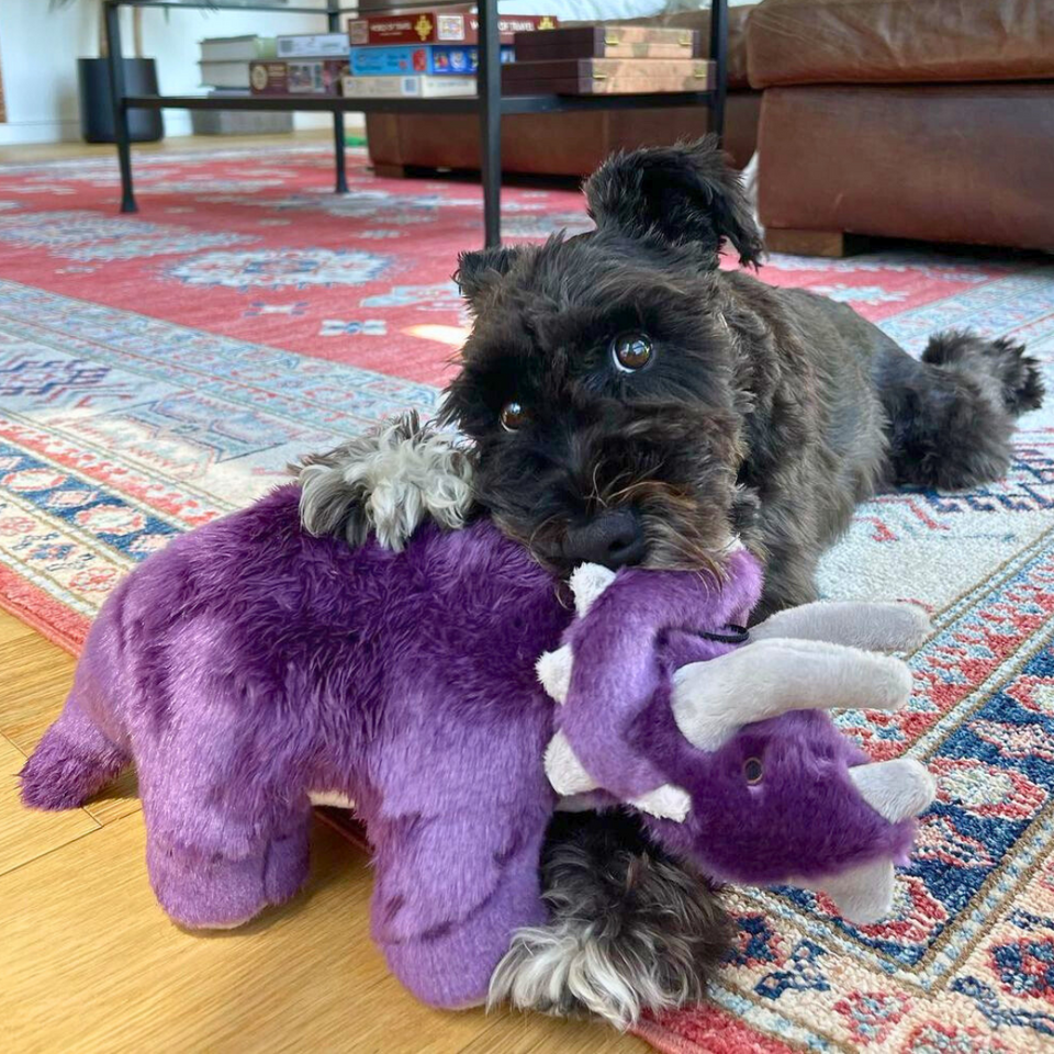 Fluff & Tuff - Charlie Triceratops