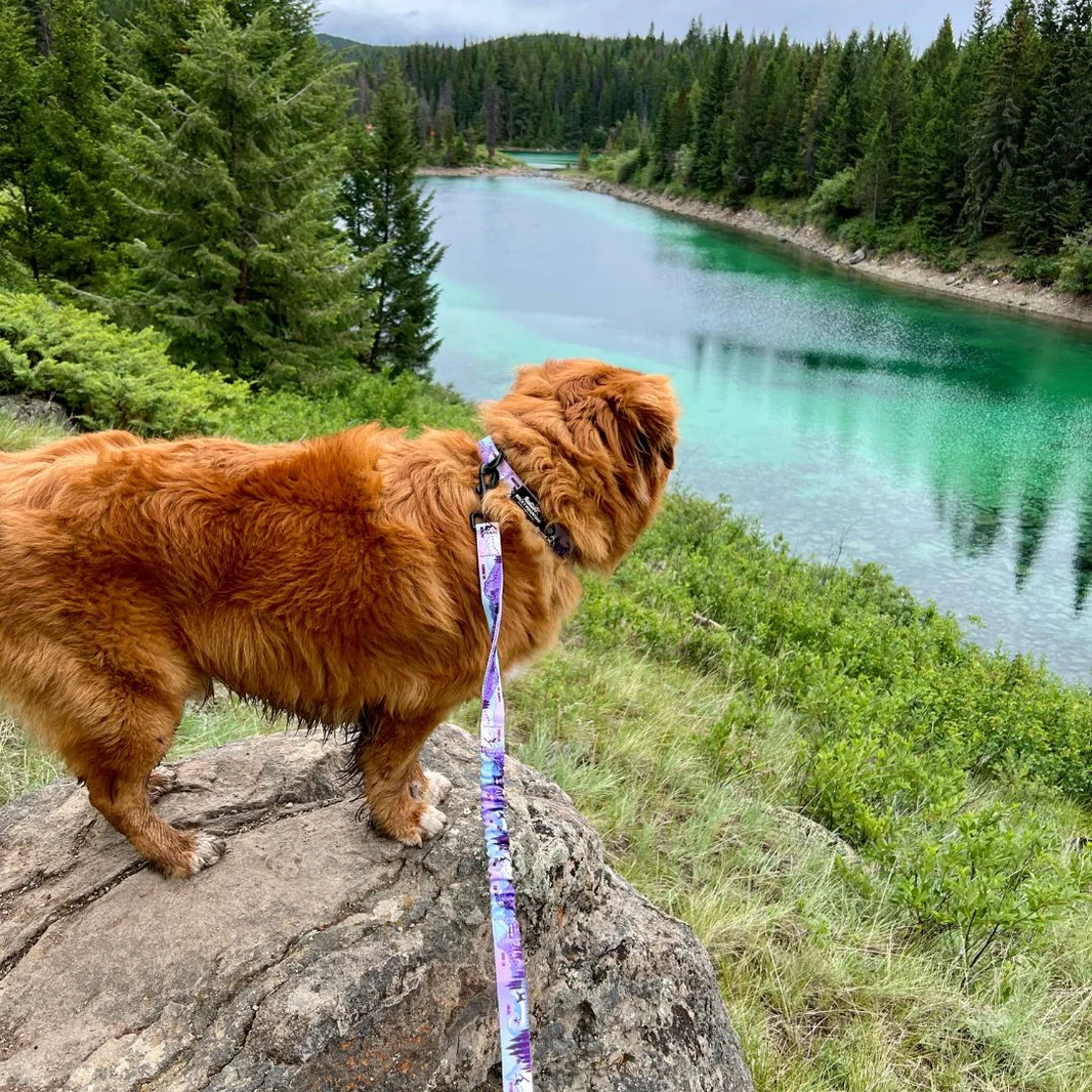 Rocky Mountain Dog - Alpine Dog Collar