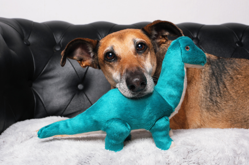 Fluff & Tuff - Ross Brachiosaurus