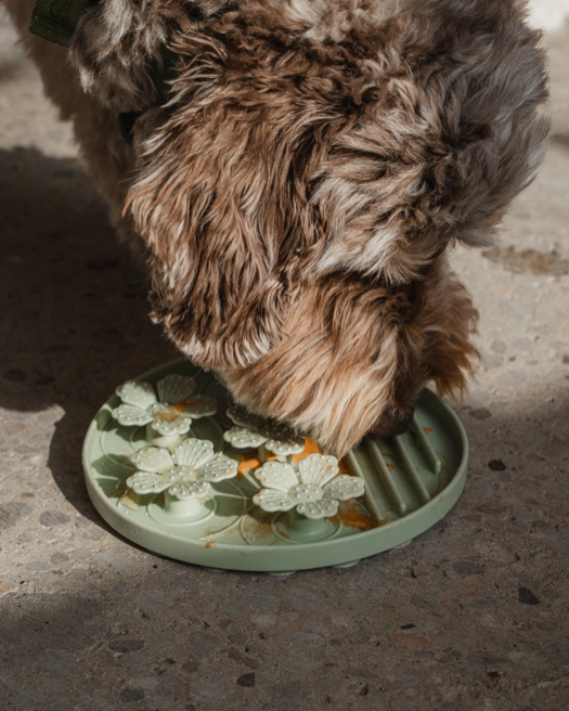 Dexypaws - Flower Hide & Seek Slow Feeder - Sage Green