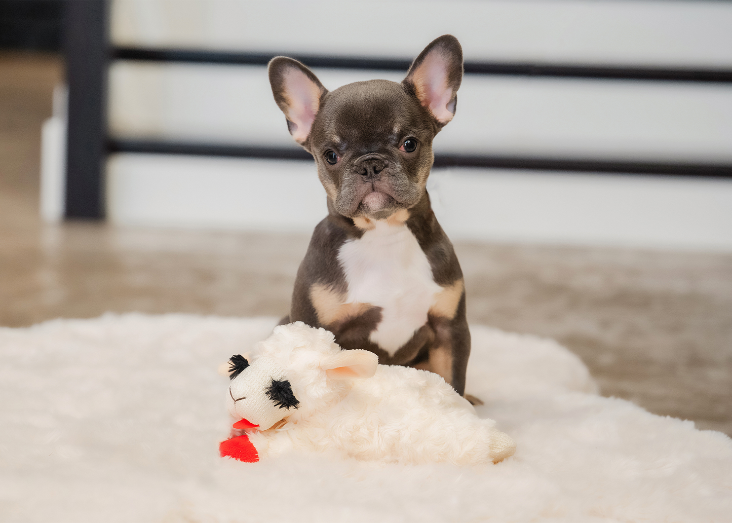 Multipet - Original Lamb Chop Dog Toy