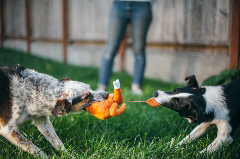 P.L.A.Y. - Holiday Classic Holiday Hound Turkey