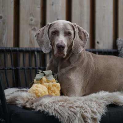 Lambwolf Collective - Pineapple Pop Dog Toy