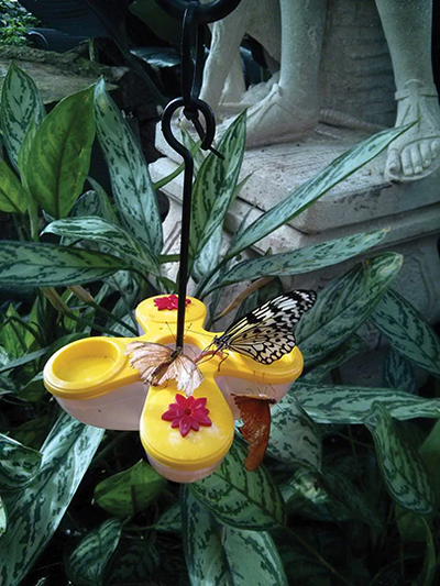 Pinebush - Butterfly Feeder