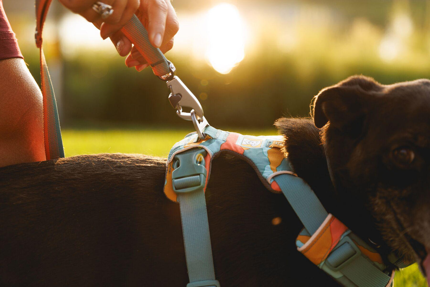 Ruffwear - Front Range Harness (2024)