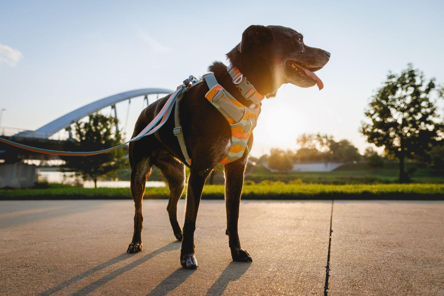 Ruffwear - Front Range Harness (2024)