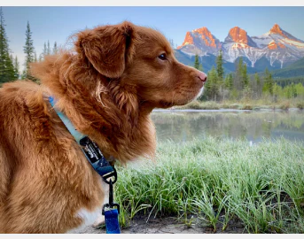 Rocky Mountain Dog - Alpine Dog Collar