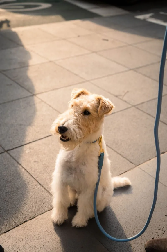 Fuzzyard Life - Atelier Dog Lead