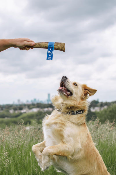 EZ Antler - Natural Elk Antler Chews