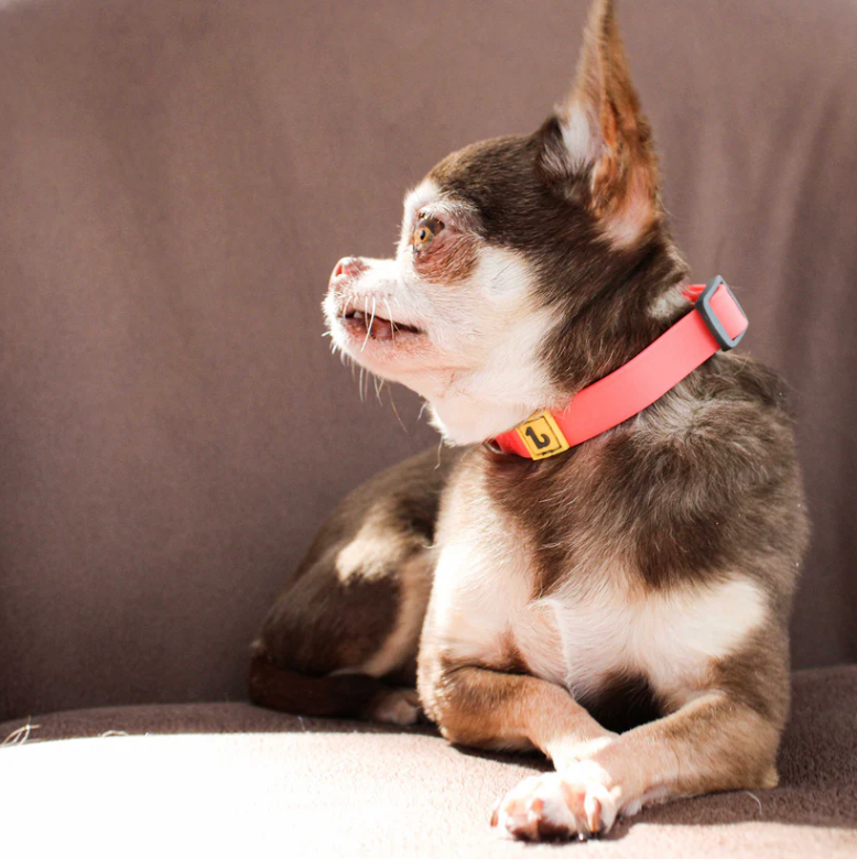 Be One Breed - Silicone Clip Collars