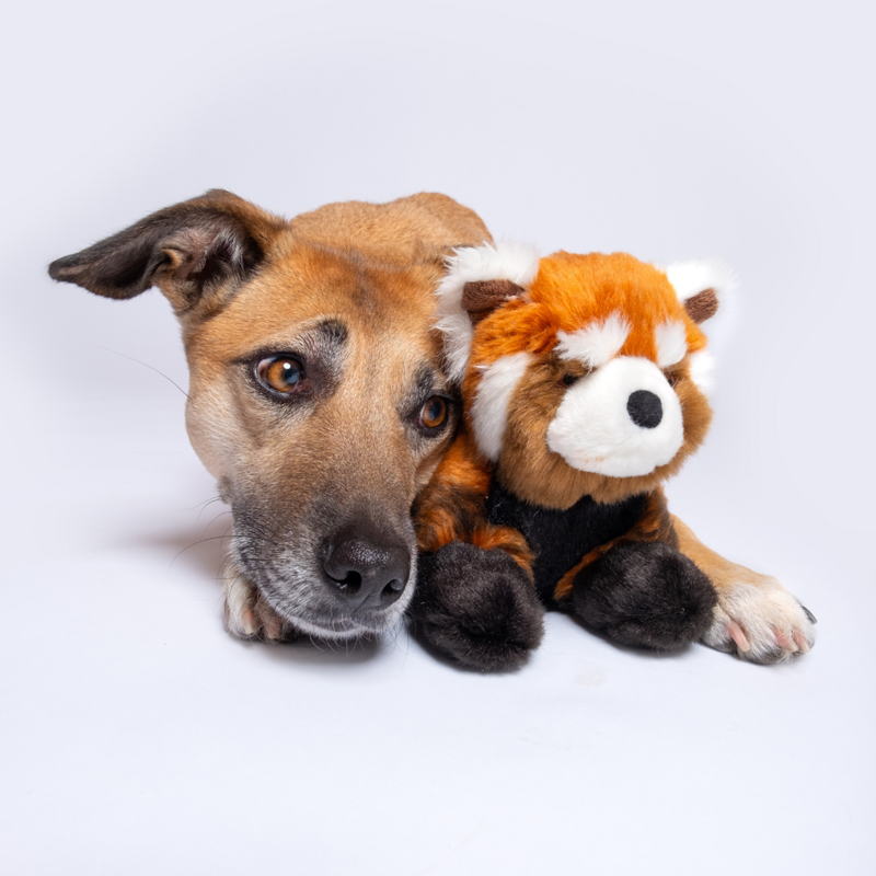 Fluff & Tuff - Archie Red Panda