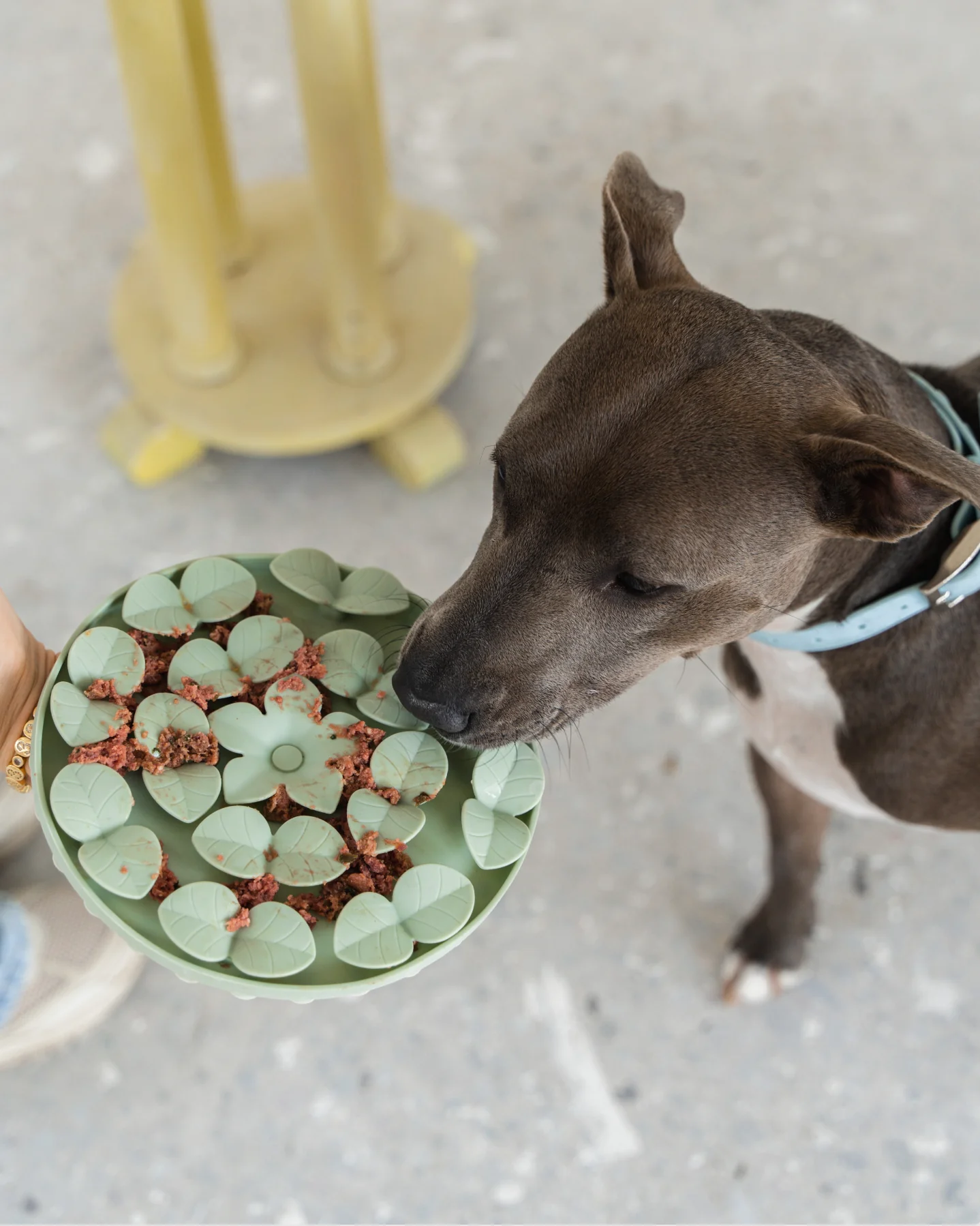 Dexypaws - Sage Green Silicone Snuffle Mat