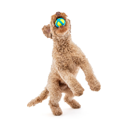 Guru - Tennis Max Ball