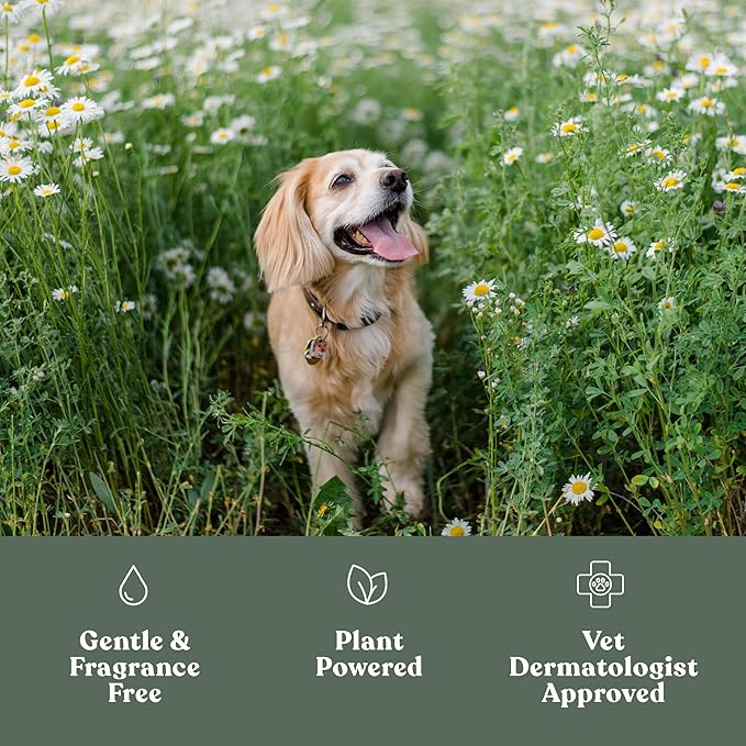 Dandylion - Clean Paws No-Rinse Foaming Cleanser